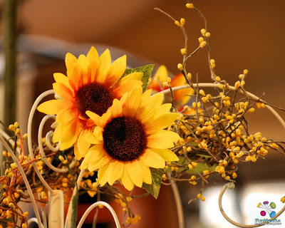 white sunflower