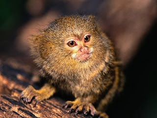 Marmoset Monkey Wallpaper