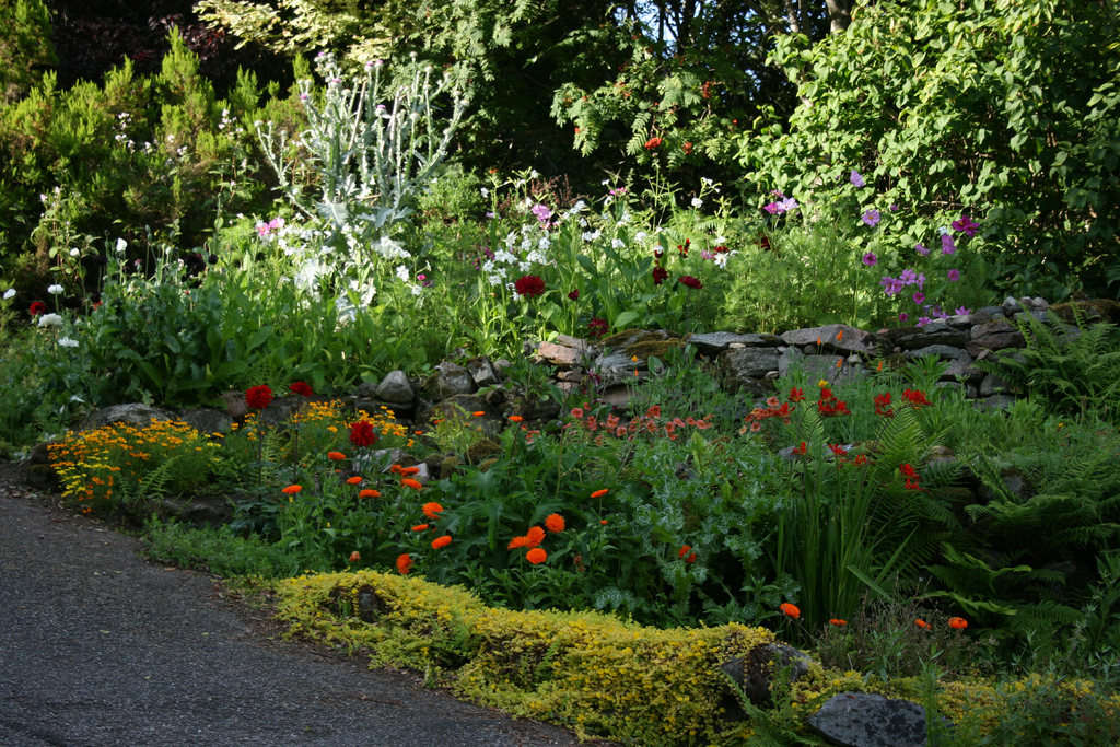 Painting your garden with annuals