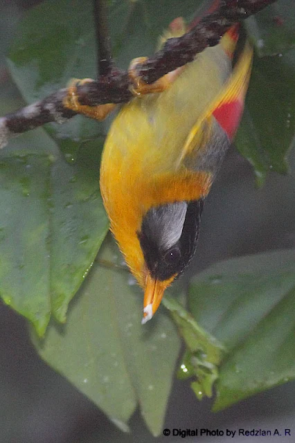 Silver-eared Mesia