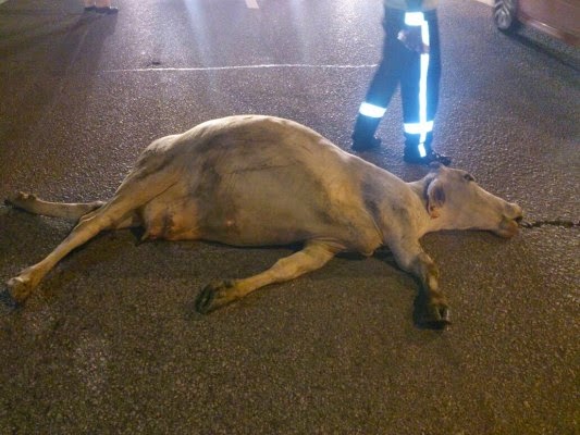 Parah! Pemandu Vios Cedera Kereta Langgar Lembu Di Lebuhraya 