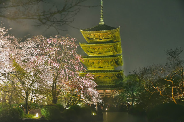 日本 京都 櫻花 夜櫻 東寺 枝垂櫻 不二櫻