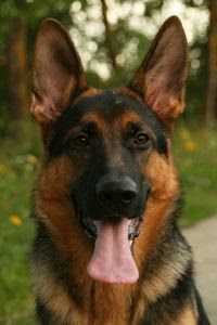 German Shepherd Dog