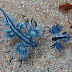 The Blue Dragon (Glaucus atlanticus): one of the rarest and most beautiful molluscs [VIDEO]