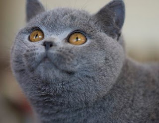 british shorthair cat pussy grimalkin mace pisik kotka gat macka kocka kass pusa kissa gato katze macska kottur kakis kate qattus kot pisica katt kedi con meo kucing pets huisdieren animaux de compagnie Haustiere animais Animale de companie animales domesticos husdjur Evcil Hayvan anifeiliaid anwes domace zvali binatang kesayangan augintiniai animali domestici peatai bet kay lemmikit mga alagang hayop domaci zvirata kucni ljubimci animals domestics maskotak binatang peliharaan breeds