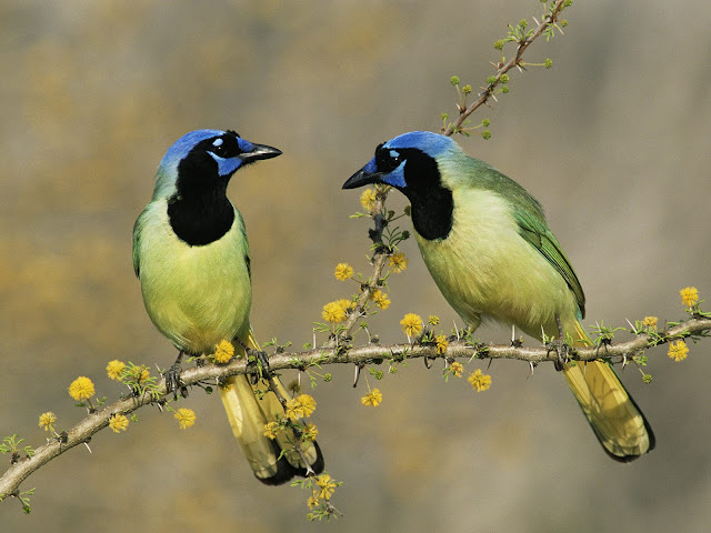 Couples at Green Jays Desktop Wallpaper