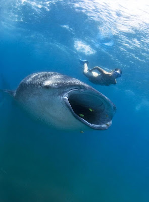 Strangest moments Diver's close encounter with enormous shark Seen On www.coolpicturegallery.net