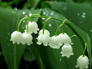 Moi, je préfère parler du brin de muguet portebonheur. (er ma )