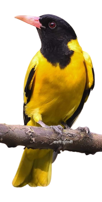pakhi-prakriti-part-18-black-hooded-oriole-Oriolus-Xanthornus-jana-ajana-feature-knowledge-by-shrabani-chatterjee-tatkhanik-digital-bengali-web-bangla-e-magazine-পাখি-প্রকৃতি-শ্রাবণী-চ্যাটার্জী