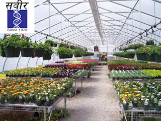 nursery greenhouse