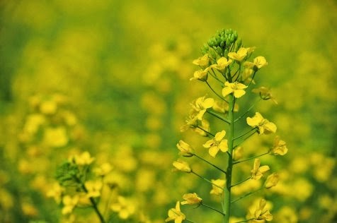 Indahnya Ladang Bunga di Luoping yang Bagaikan Hamparan Emas