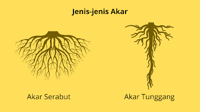 Jenis-jenis Akar