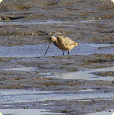Marbled Godwit