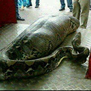 Giant Snake Swallow Up A Woman