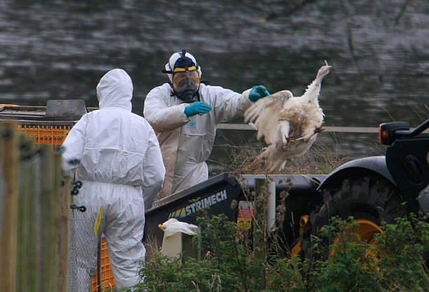 Romênia relatou um surto de gripe aviária H5N1