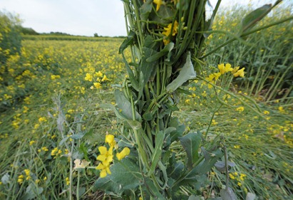 Cercuri in lanuri 11