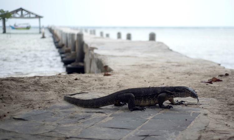 Menikmati Keindahan Alam Eksotis Pulau Biawak di Indramayu