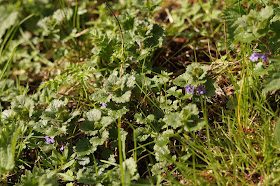 Spring in Norfolk countryside