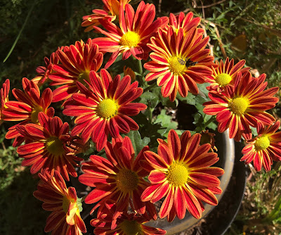 Chrysanthemums in a pot