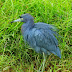 The Birds of Celery Fields