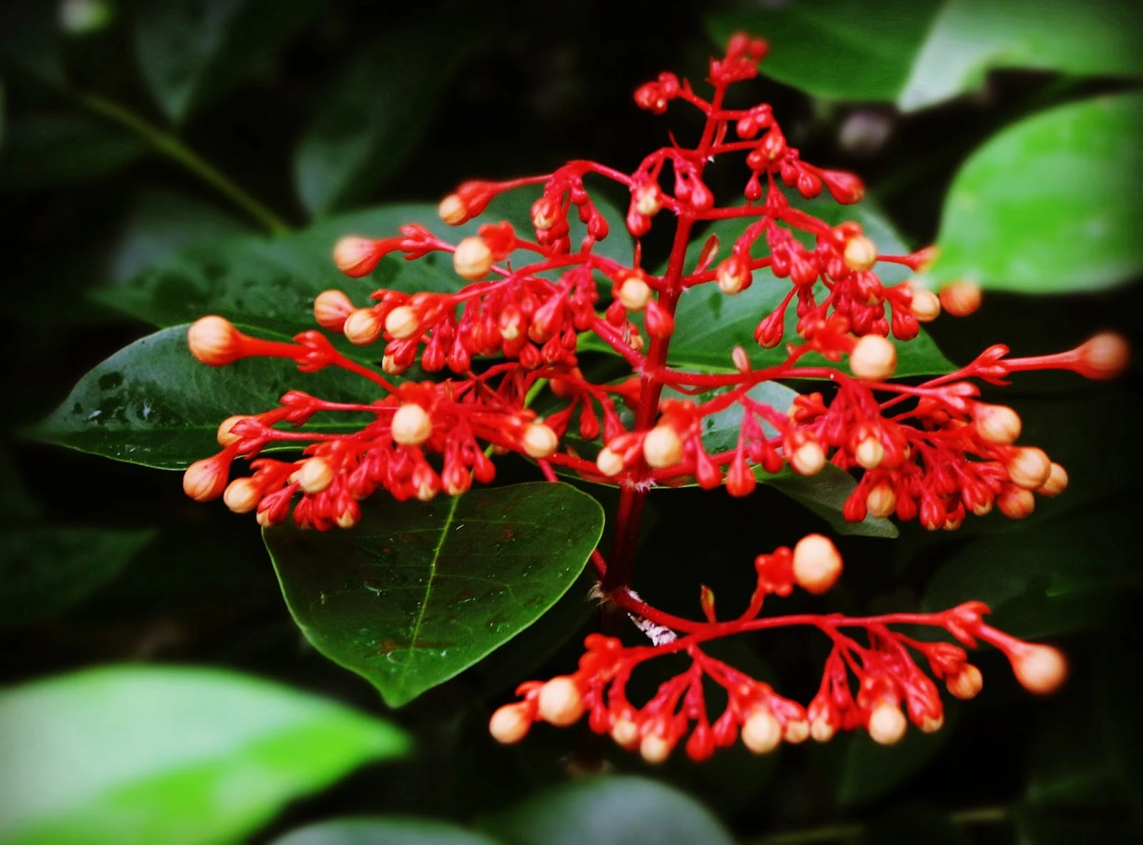 Foto-foto Macro Pemandangan Bunga di Desa Yang Indah