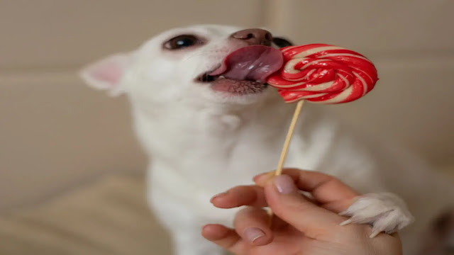 Dog Licking Candy