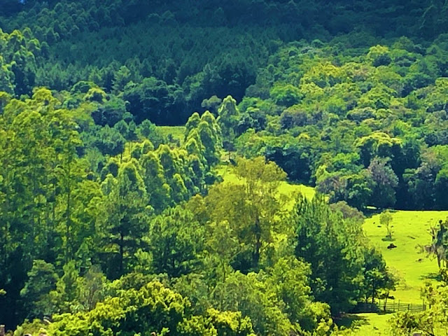 A foto mostra a vegetação brasileira, que está sendo preservada.