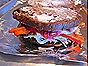 Grilled Cheese - Pumpernickel, Asiago, Fontina, Radicchio, Mustard & Apricot Jam