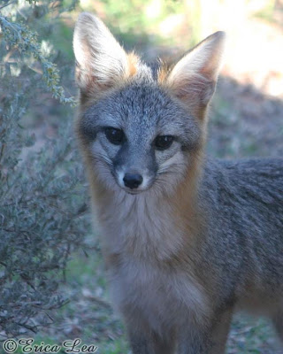 desert gray fox