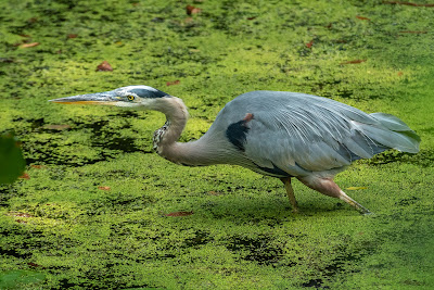 Great Blue Heron, Beaver Marsh, Cuyahoga Valley National Park