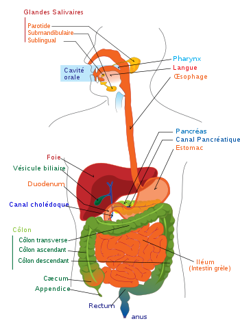 digestive system diagram quiz. digestive system diagram.