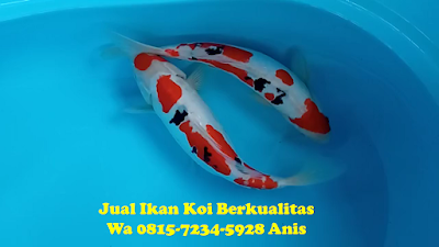Peternak Ikan Koi Terkenal di Cianjur 081572345928