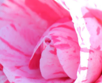 Photo close up pink flower