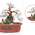 Cây bonsai Phong thủy BT101 (ĐÃ BÁN)