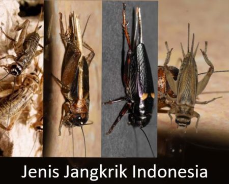 Jenis-jenis Jangkrik di Indonesia