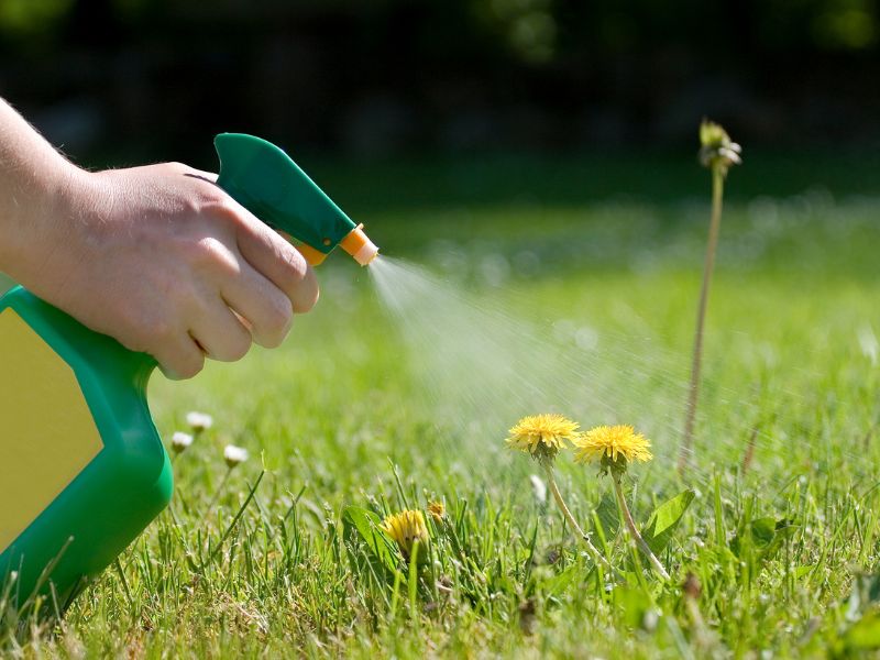 When to spray weeds in lawn