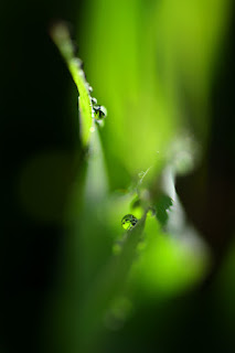 closeup of dew drops on lemongrass blades