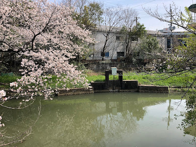 【寝屋川市】幹線用水路の桜（大阪みどりの百選）