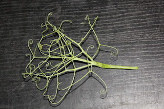 Lacy lady pea leaf