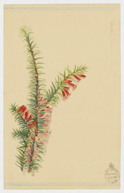 Christmas Card design depicting Australian native red flowers.