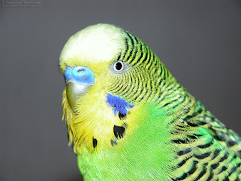 #13 Budgerigar Wallpaper