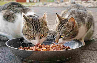 Pahala Memberi Makan Kucing