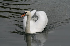 Mute swan 'on a mission'