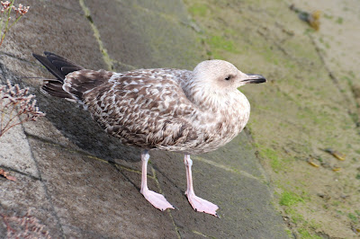 Sulvermiuw - Zilvermeeuw - Larus argentatus