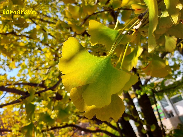 Гинкго двулопастный (Ginkgo biloba)