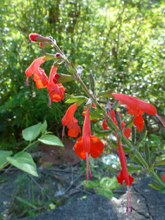 Salvia coccinea - Sauge écarlate