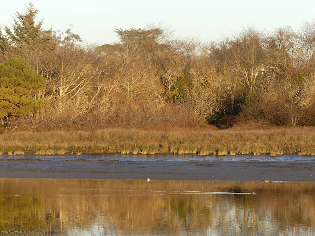 duck with a wake