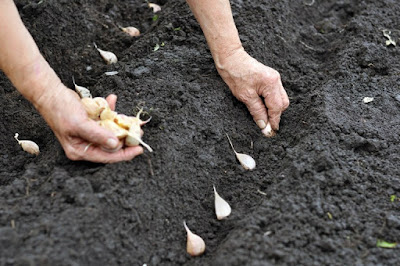 CARA MENANAM BAWANG PUTIH MENJANJIKAN KEUNTUNGAN