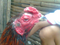 Jual Ayam Bangkok