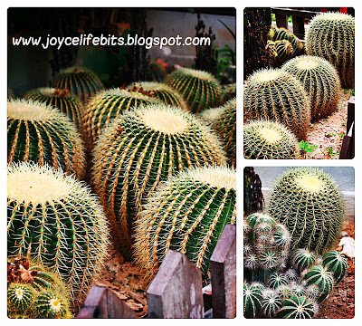 beautiful cactus at cameron highlands